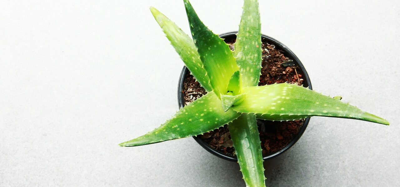 Jak stosować aloes? Zastosowania aloesu