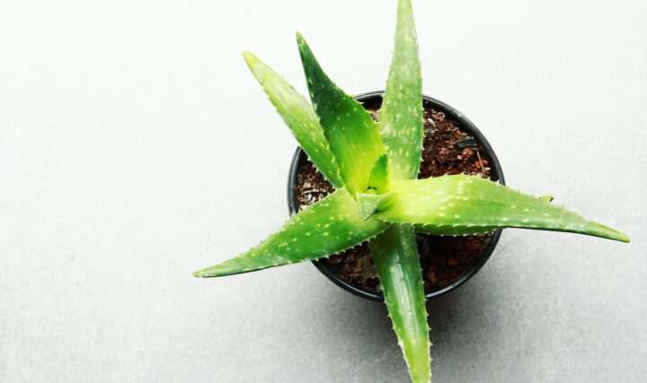 Jak stosować aloes? Zastosowania aloesu